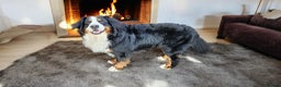Bernese Mountain Dog dogs for stud: Proven health tested BMD handsome boy for stud. in Northampton - Advert 2