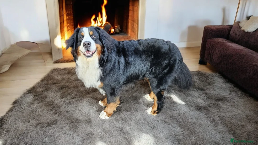 Bernese Mountain Dog dogs for stud: Proven health tested BMD handsome boy for stud. in Northampton - Advert 2