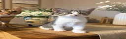 Domestic Shorthair cats for sale: Gorgeous kitten- LAST ONE LEFT OF LITTER  - Advert 3