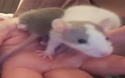 Rat rodents for sale: 5 girls and 3 boys available  - Image 7