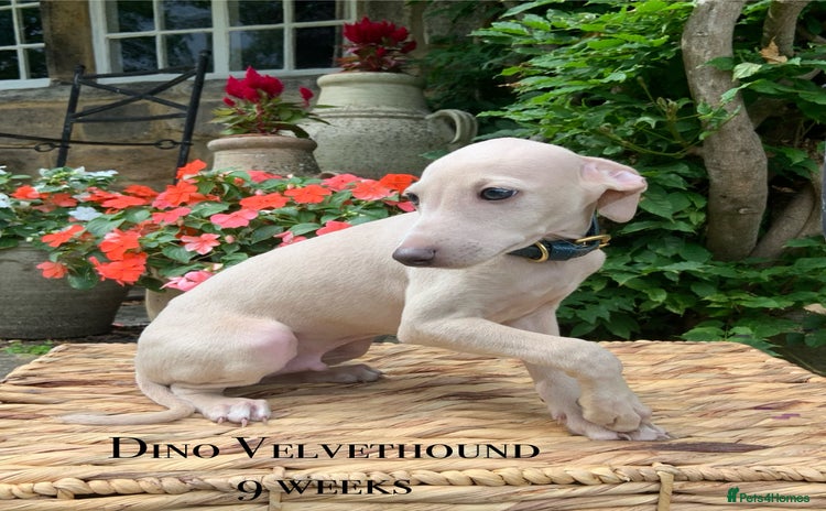 Italian Greyhound dogs in Leeds - Advert 3