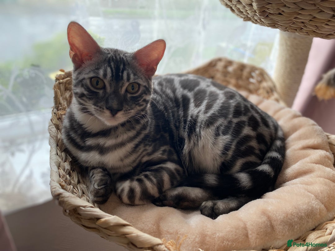 Bengal cats for sale: 💙Stunning Silver Charcoal black spotted tabby  - Advert 17
