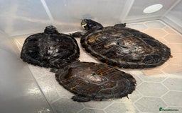 Terrapin reptiles for sale: Turtles - Image 3