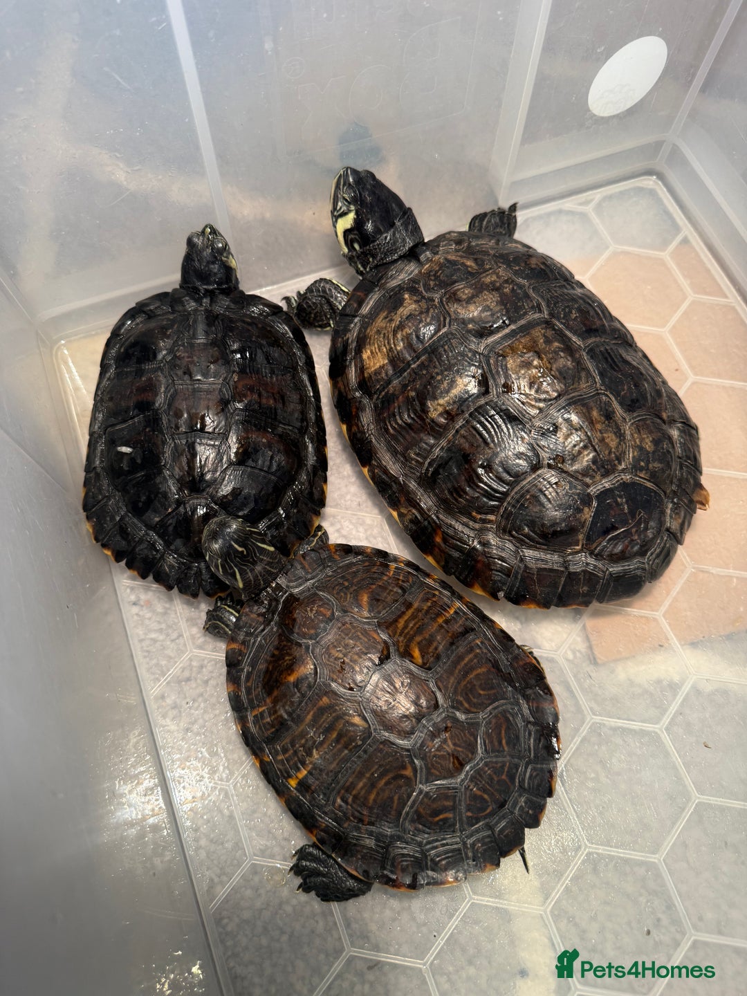Terrapin reptiles for sale: Turtles - Image 3