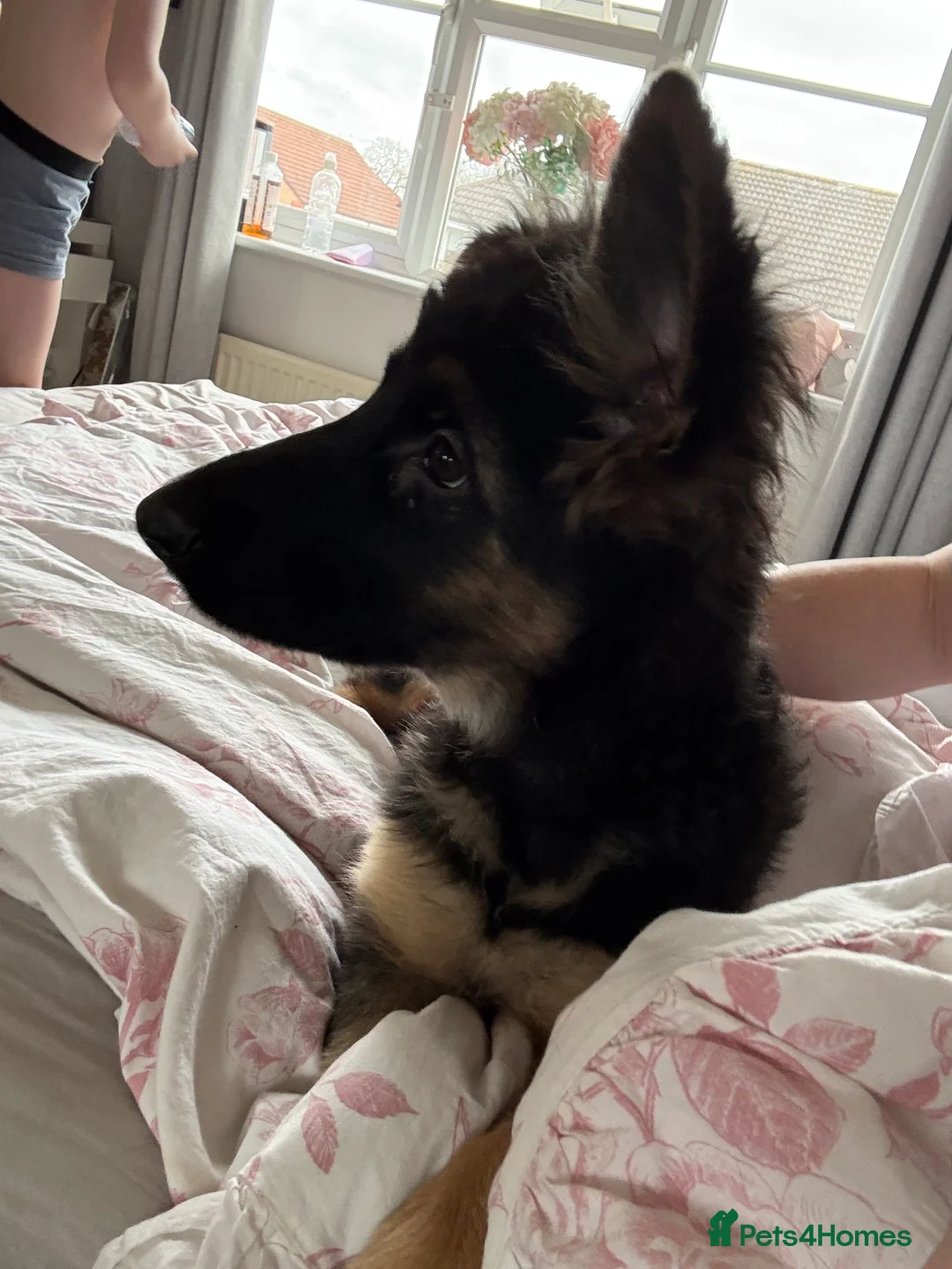 German Shepherd dogs for sale: Chunky beautiful German shepherd pup  - Advert 2