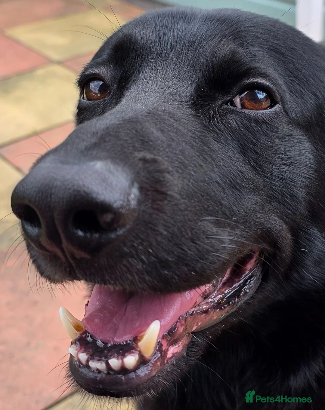 German Shepherd dogs for sale: Shadow  in Eastbourne - Advert 2