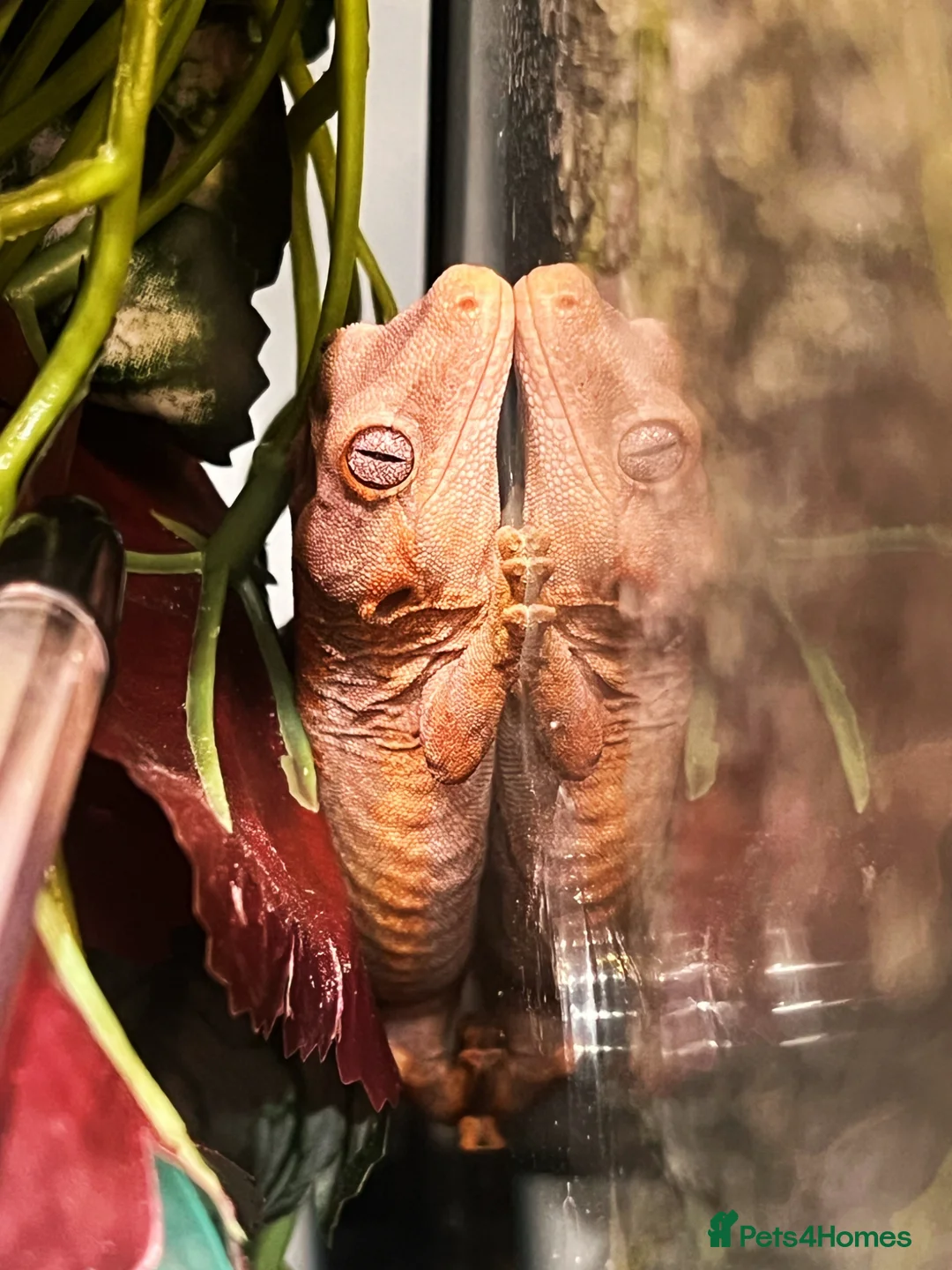 Gecko reptiles for sale: Red Base And Red Stripe Gargoyle Gecko Juvenile in London - Advert 4