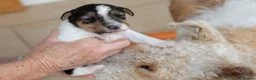 Fox Terrier dogs for sale: Wire haired fox terrier pups based in Kent in Gravesend - Advert 11