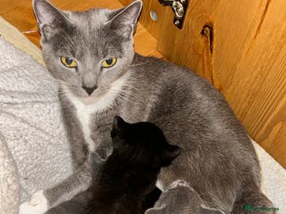 British Shorthair cats Beautiful black and grey kittens available - Advert 15