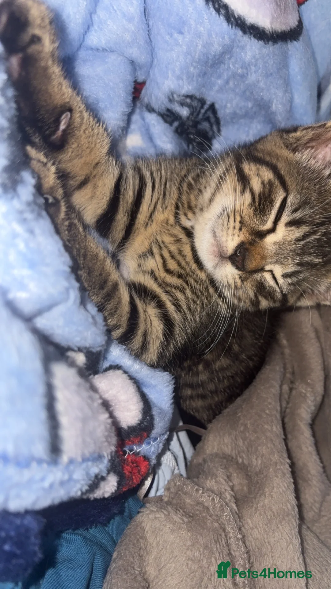 British Shorthair cats for sale: tabby kitten in Telford - Advert 2