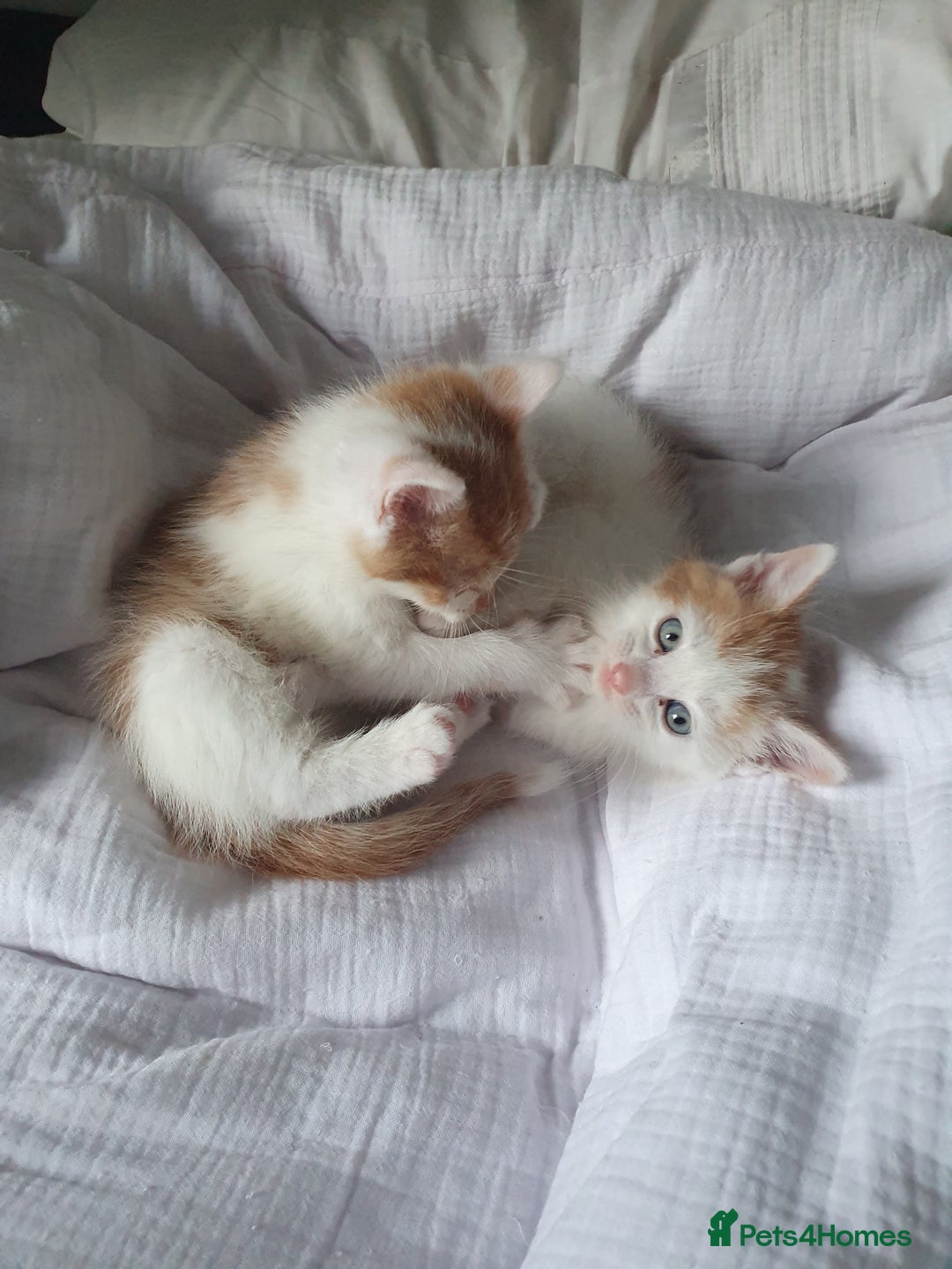 Mixed Breed cats for sale: Playful Ginger & White Kittens  - Advert 3