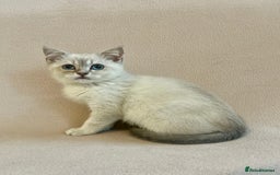 British Shorthair cats for sale: PUREBRED BSH KITTENS SOLD - Image 8