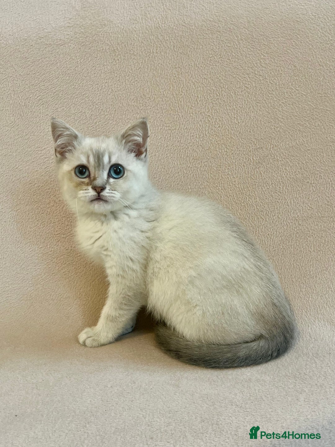 British Shorthair cats for sale: PUREBRED BSH KITTENS SOLD - Image 8