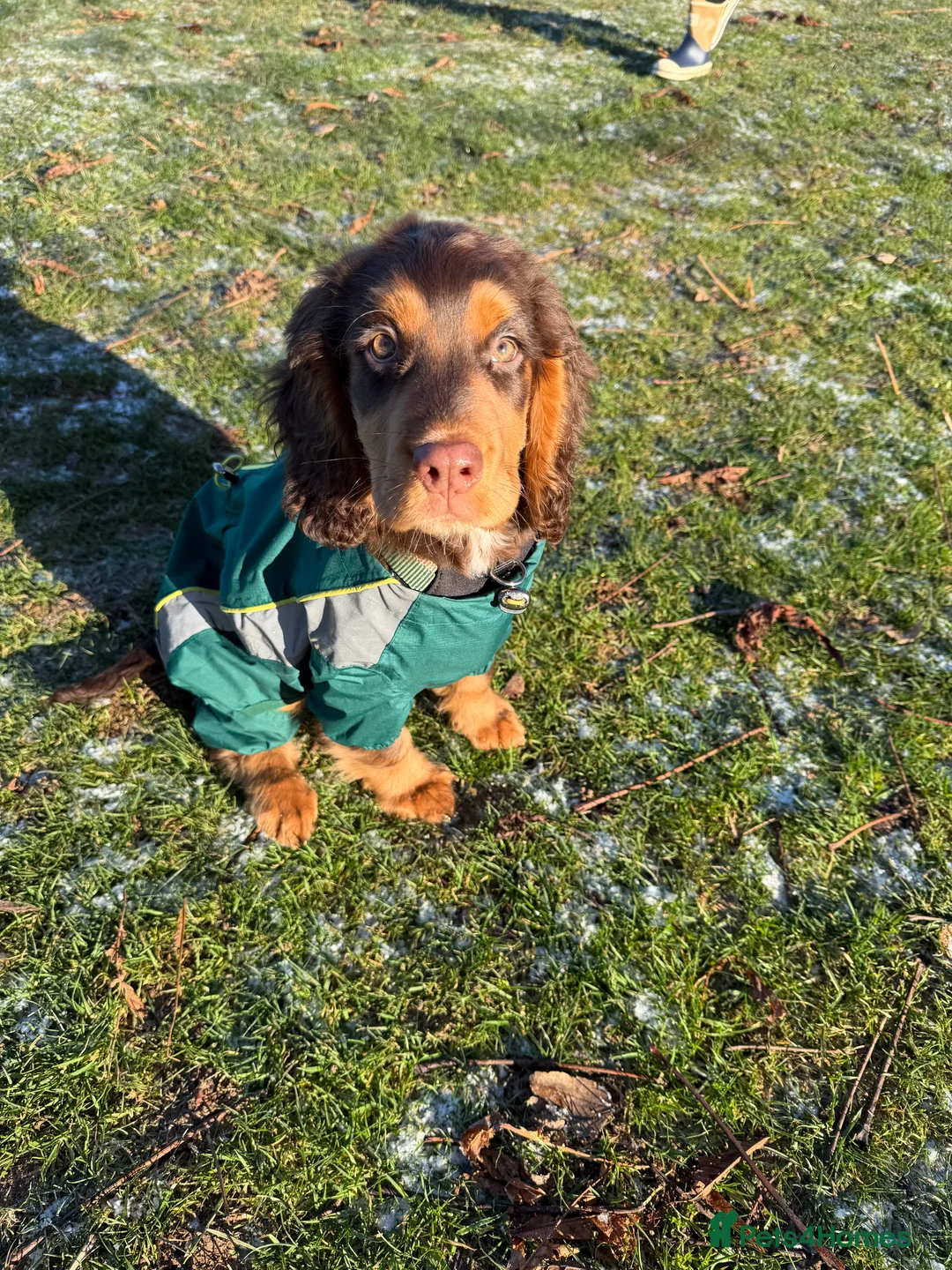 Cocker Spaniel dogs for sale: Cocker Spaniel Puppy - Rolo  - Advert 6