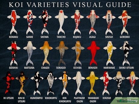 Koi Carp fish 70+ KOI carp for sale !! - Advert 1