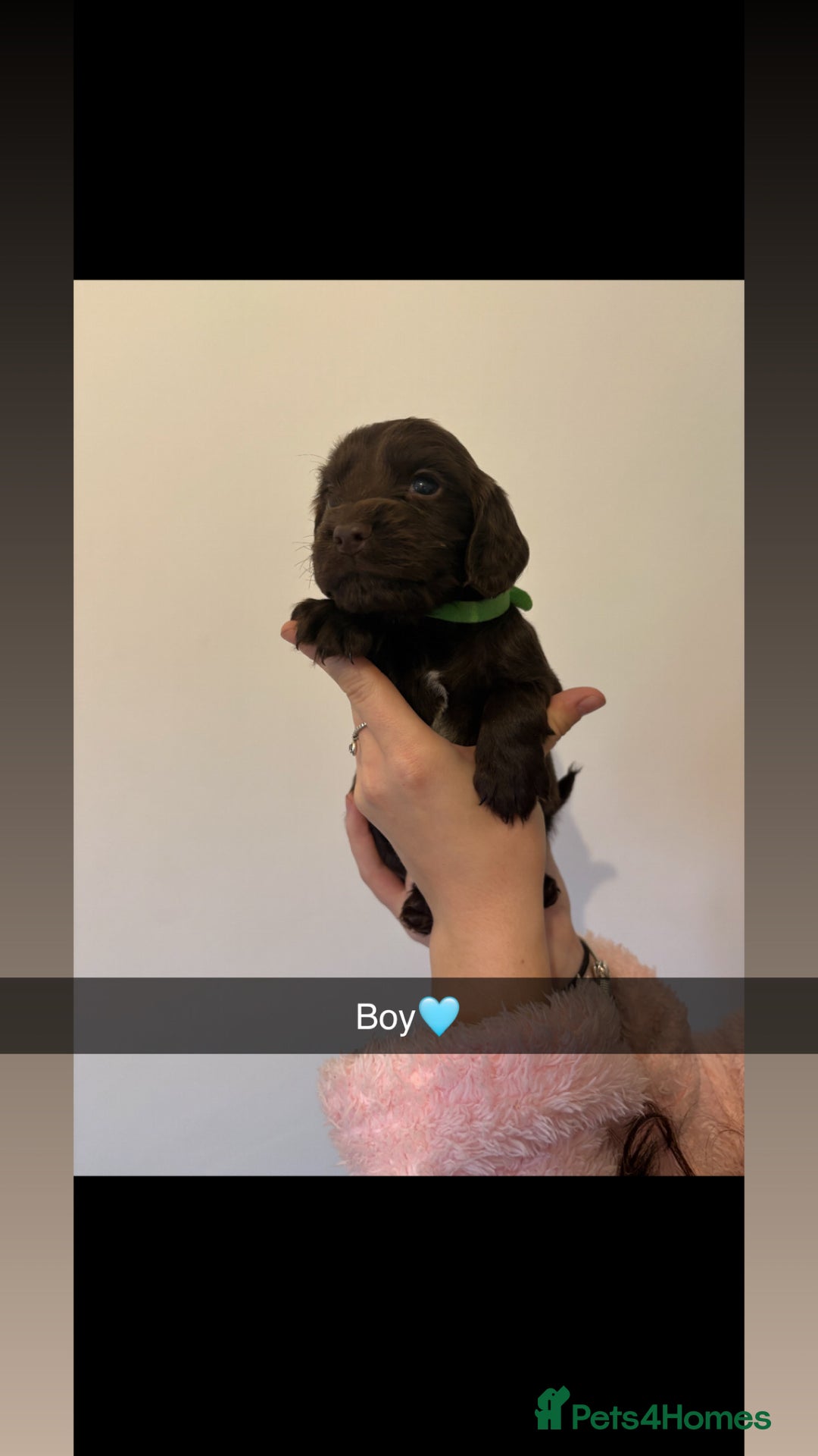 Cocker Spaniel dogs for sale: Cocker spaniel pups  - Image 5