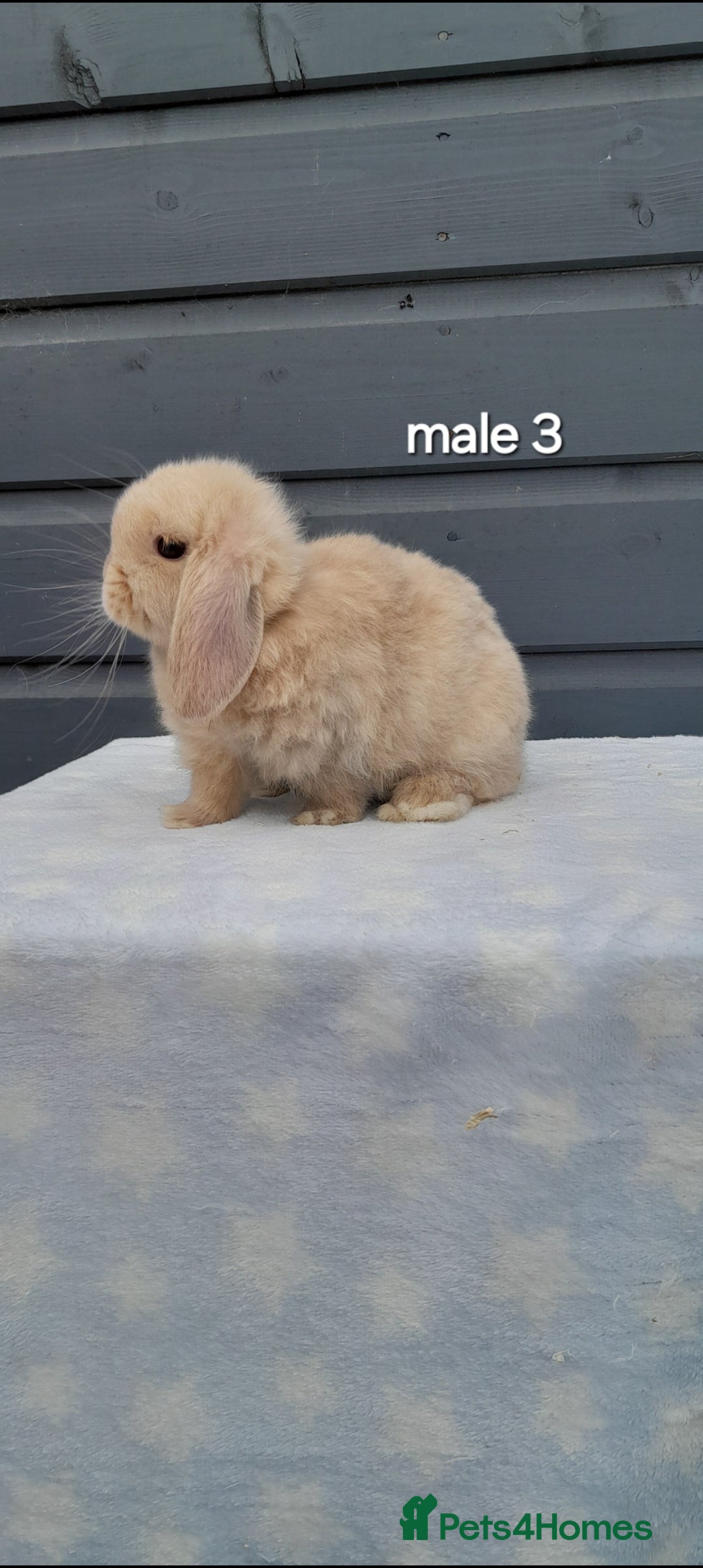 Mini Lop rabbits for sale: Male and female mini lops  - Image 2