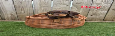Miniature Dachshund Puppy 1