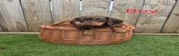 Miniature Dachshund dogs for sale: Adorable Miniature Dachshund Puppies for Sale - Advert 8
