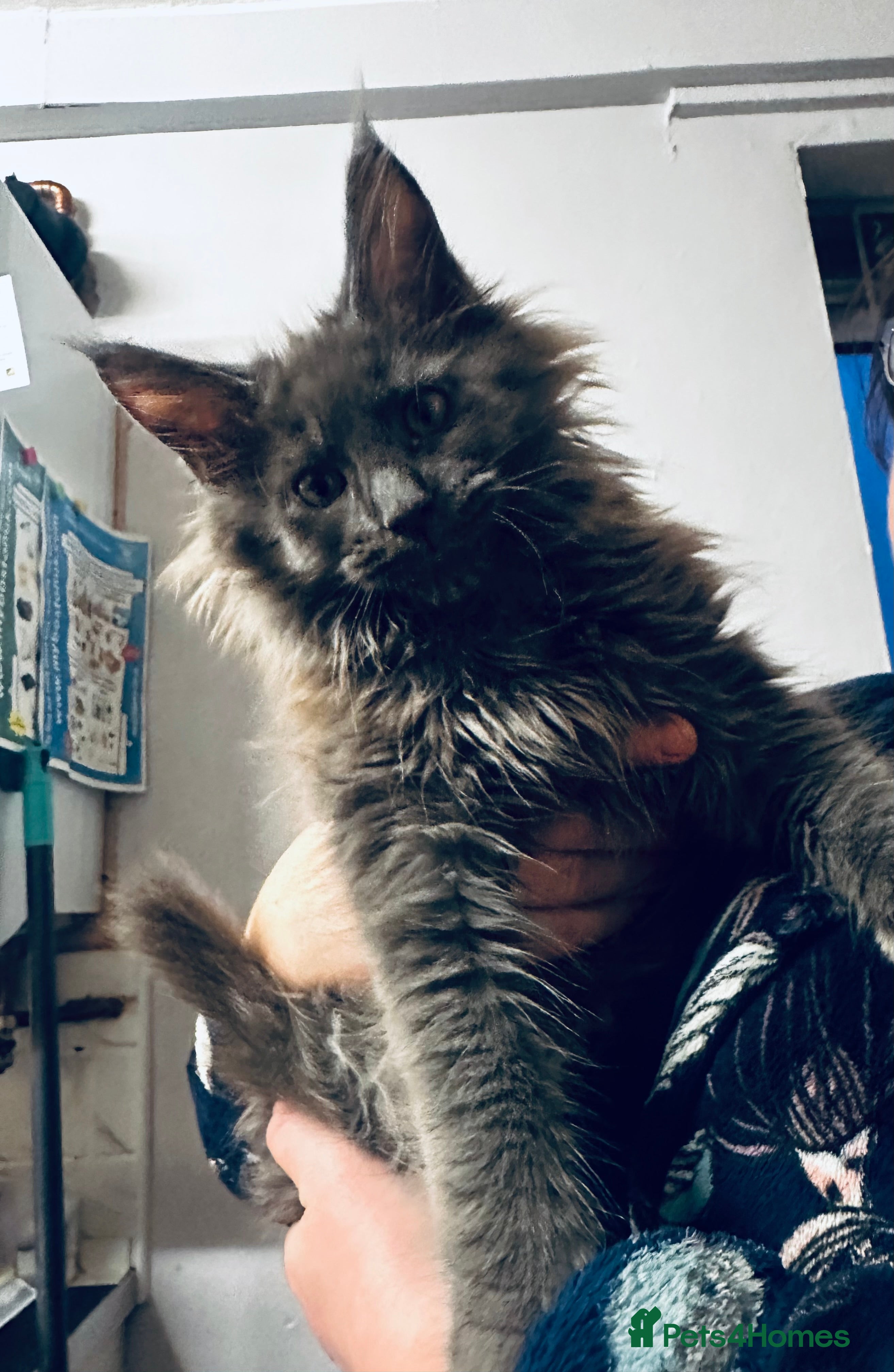 Maine Coon cats Purebred Maine Coons kittens.  - Advert 3