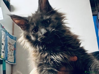 Maine Coon cats Purebred Maine Coons kittens. - Advert 2