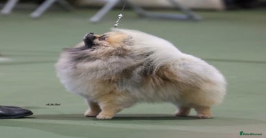 Pomeranian dogs Fabulous boys available to discerning pet homes - Advert 3