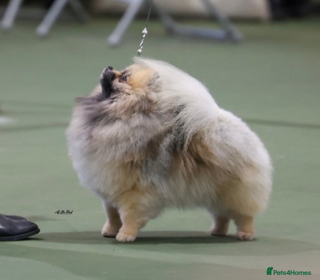 Pomeranian dogs for sale: Fabulous boys available to discerning pet homes - Advert 2