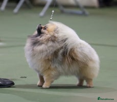 Pomeranian dogs Fabulous boys available to discerning pet homes - Advert 3