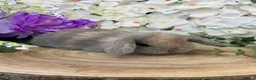 Mini Lop rabbits for sale: Mini Lop Bunnies - Advert 15