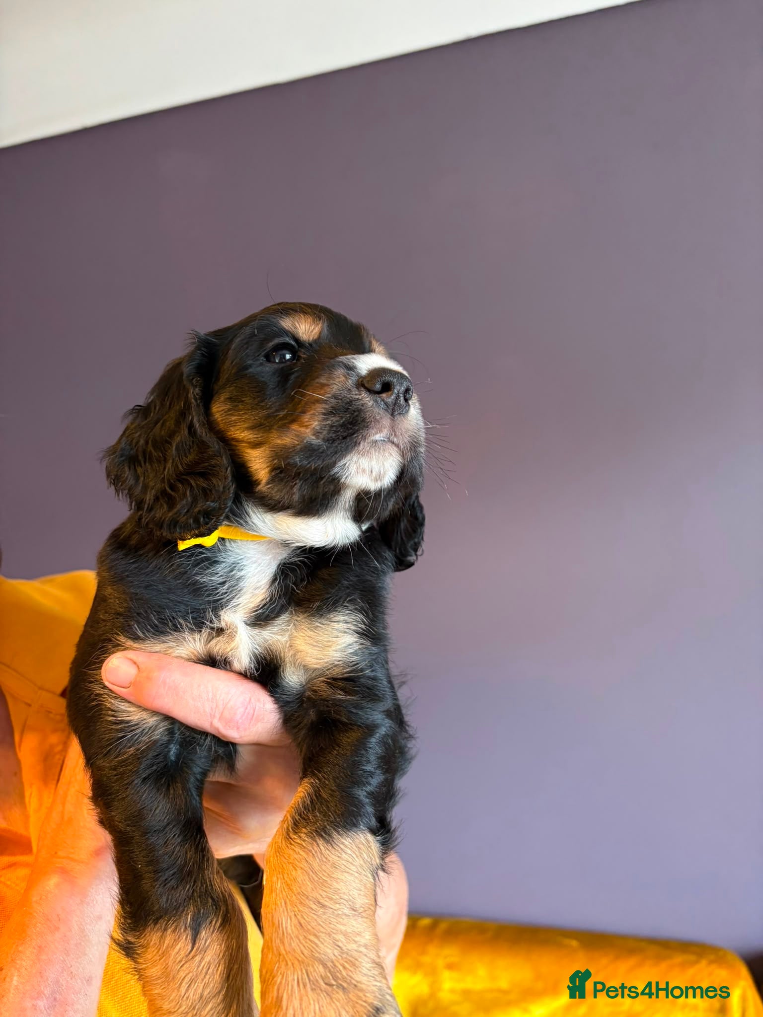Cocker Spaniel dogs All Tri Color Litter of Working Cockers - Advert 2
