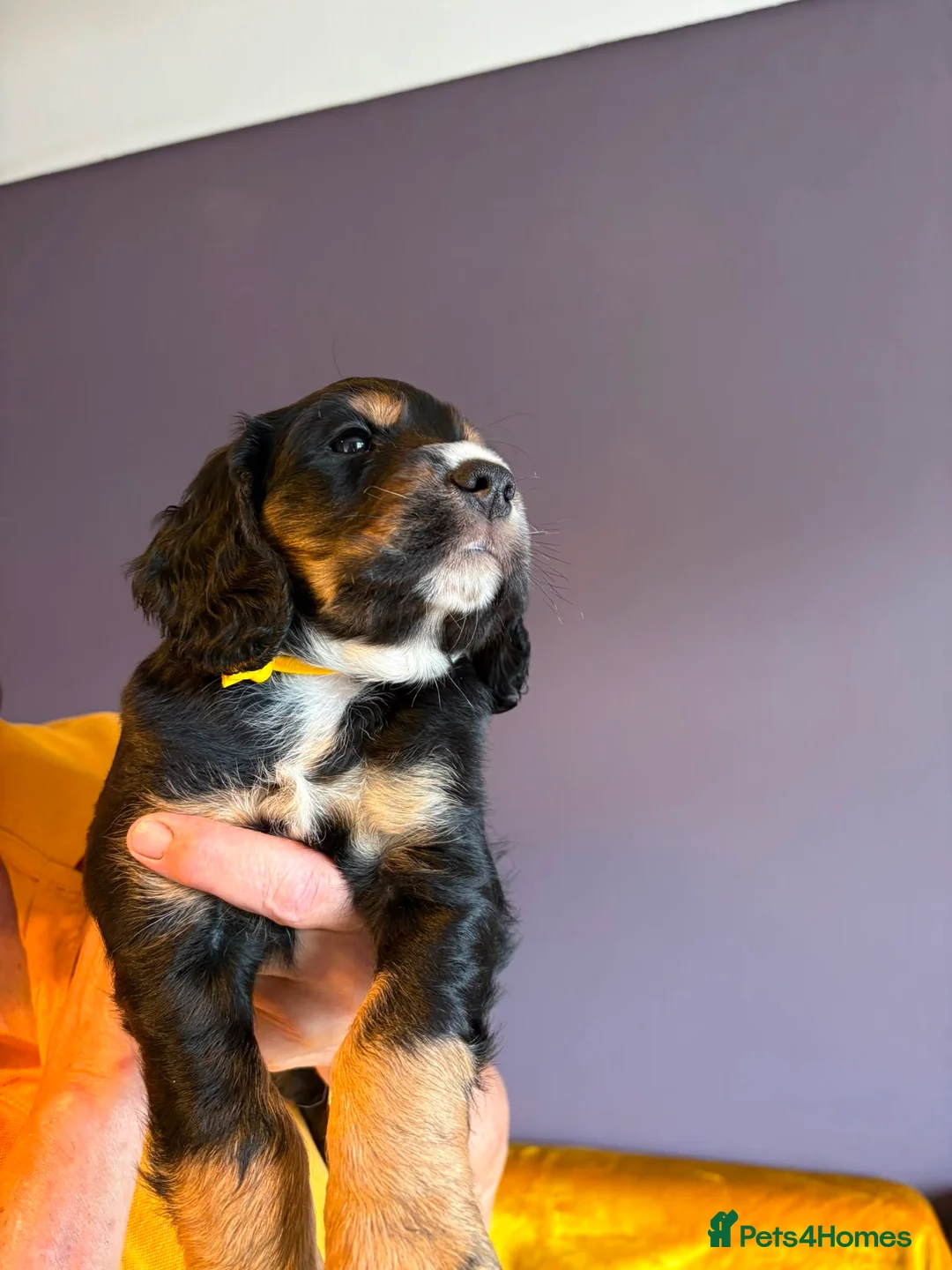 Cocker Spaniel dogs for sale: All Tri Color Litter of Working Cockers - Advert 2