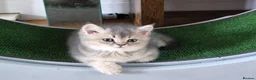 British Shorthair cats for sale: Golden British babies - Advert 16