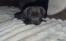 Cane Corso dogs for sale: Beautiful cane corso girl  - Image 4