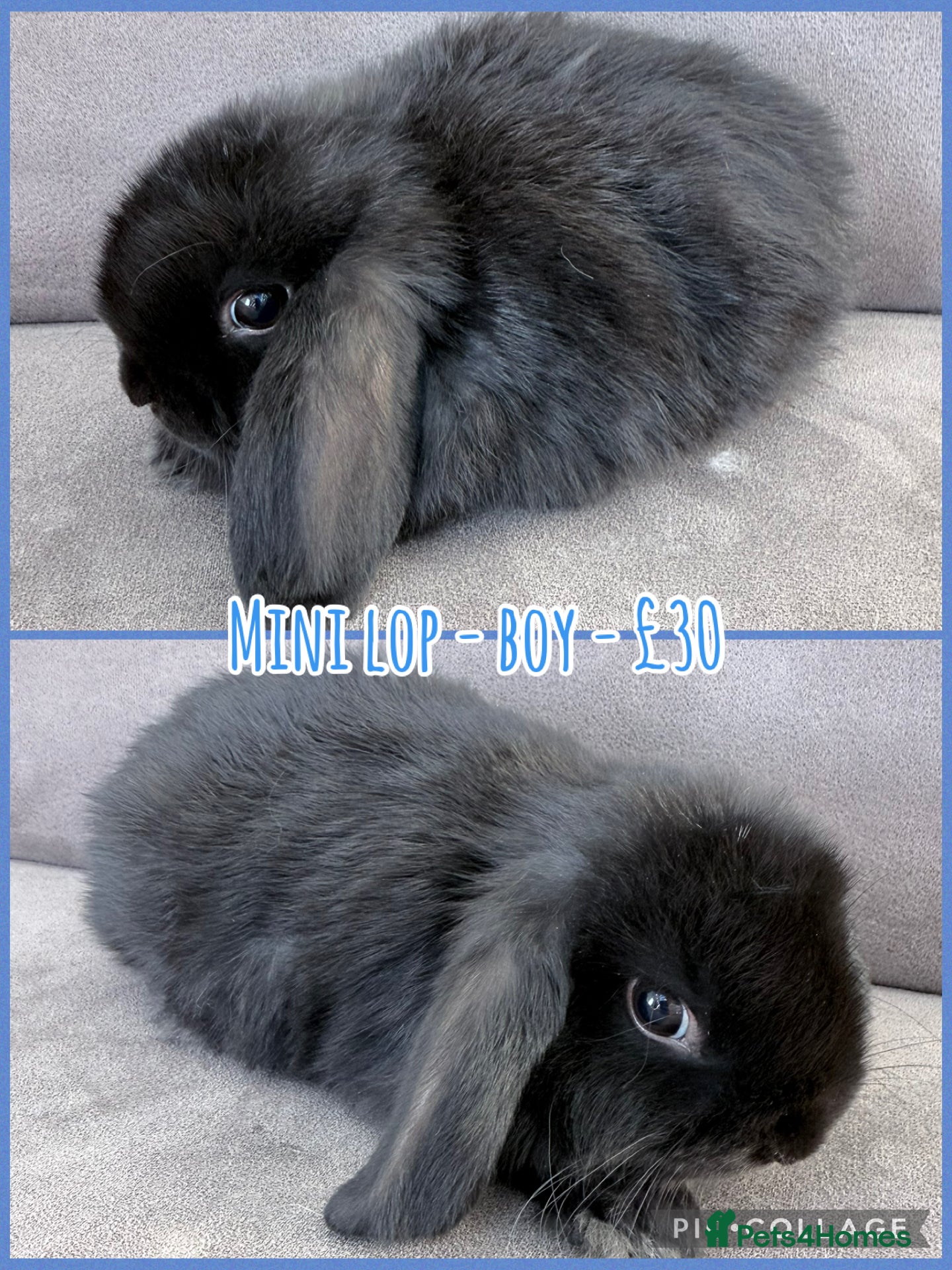 Mini Lop rabbits for sale: Mini Lop Rabbits - Advert 9
