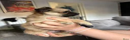 Chihuahua dogs for sale: Beautiful Male Long haired Chihuahua  - Advert 4