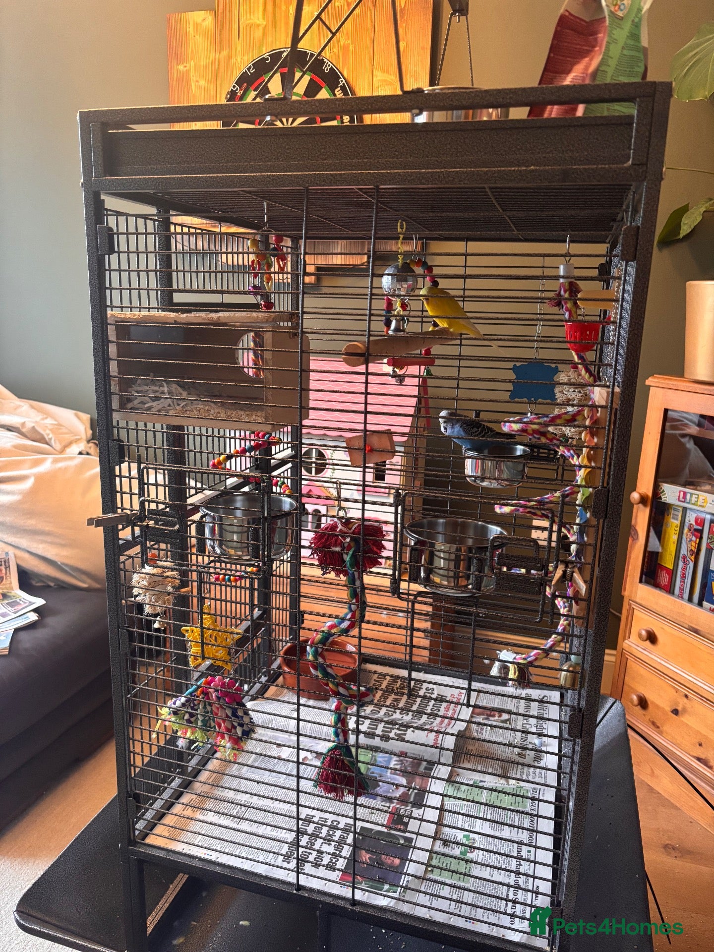 Budgerigars birds Mixed pair 18 months old plus full setup - Advert 2