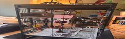 Budgerigars birds for sale: Mixed pair 18 months old plus full setup in Milford Haven - Advert 1