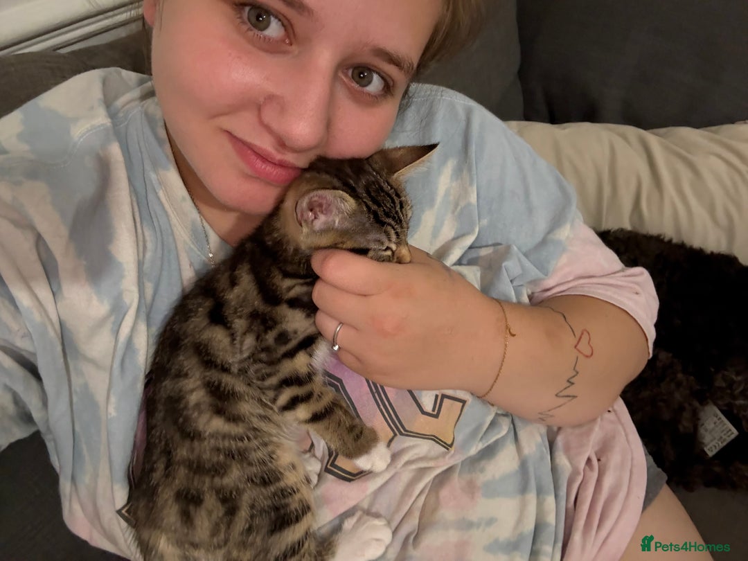 Bengal cats for sale: Winnie  - Advert 14