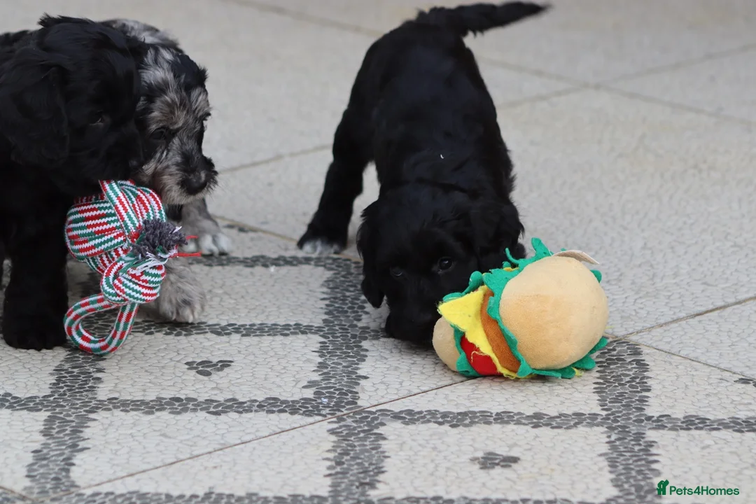 Cockapoo dogs for sale: F1 Cockapoo puppies for sale - Advert 24
