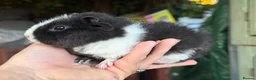 Guinea Pig rodents for sale: Pair of brothers - Advert 3