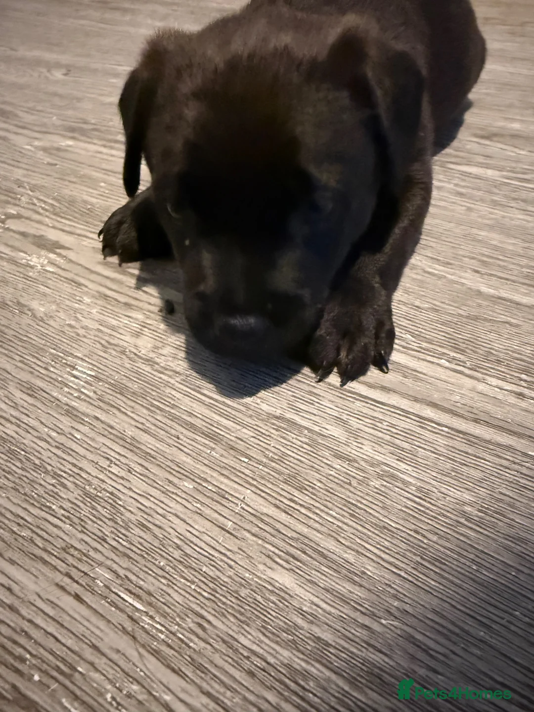 Patterdale Terrier dogs for sale: Male patterdale for sale  - Advert 1