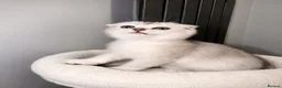 Scottish Fold cats for sale: Adorable Scottish Fold Kittens - Only 2 left - Advert 9