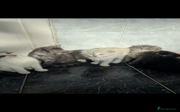 Scottish Fold cats for sale: 5 fluffy Scottish fold kittens  - Image 3