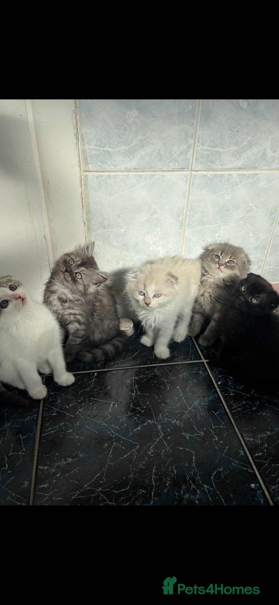 Scottish Fold cats for sale: 5 fluffy Scottish fold kittens  - Image 3