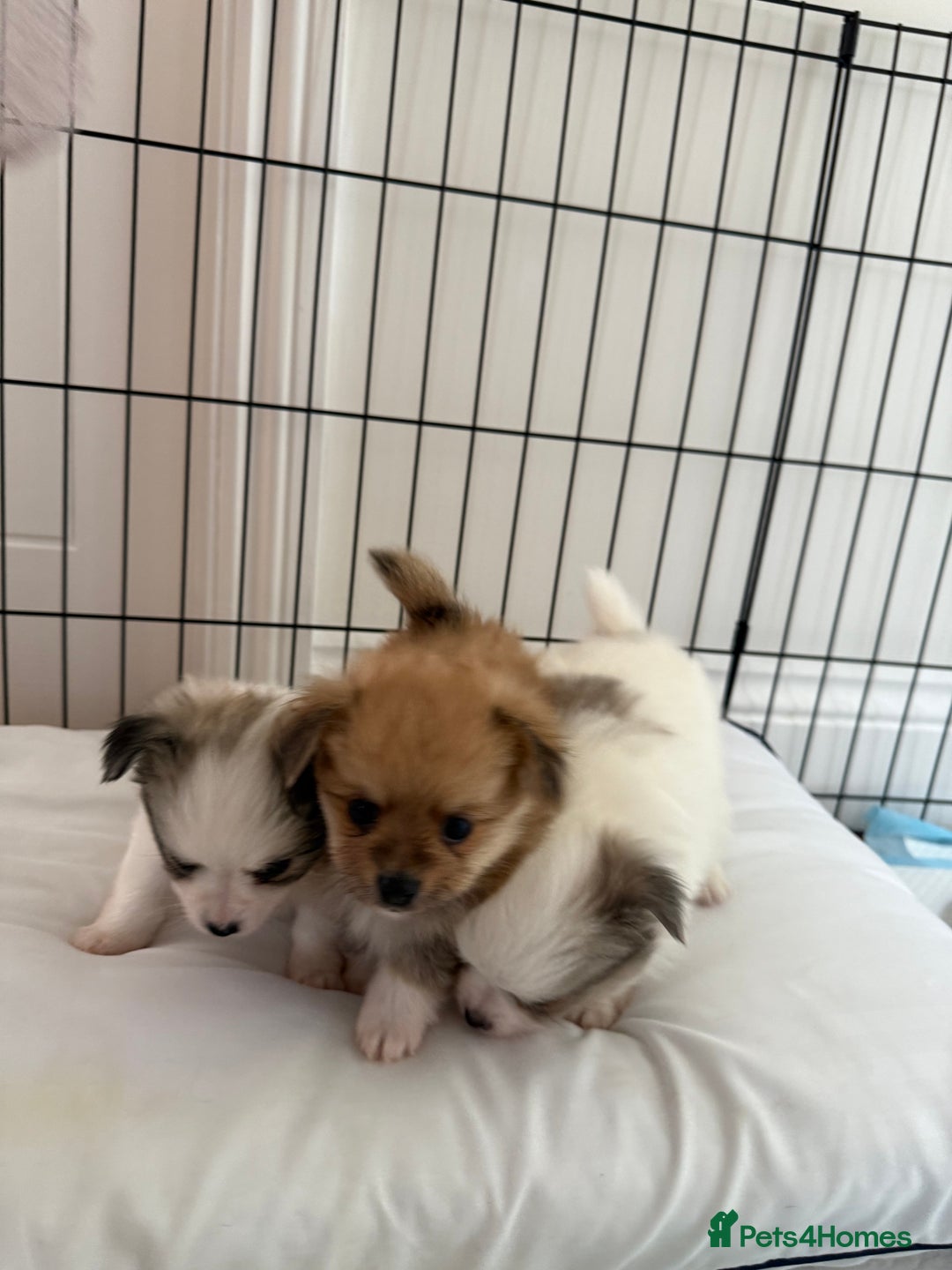 Pomchi dogs for sale: I have to sell my little man - Image 7