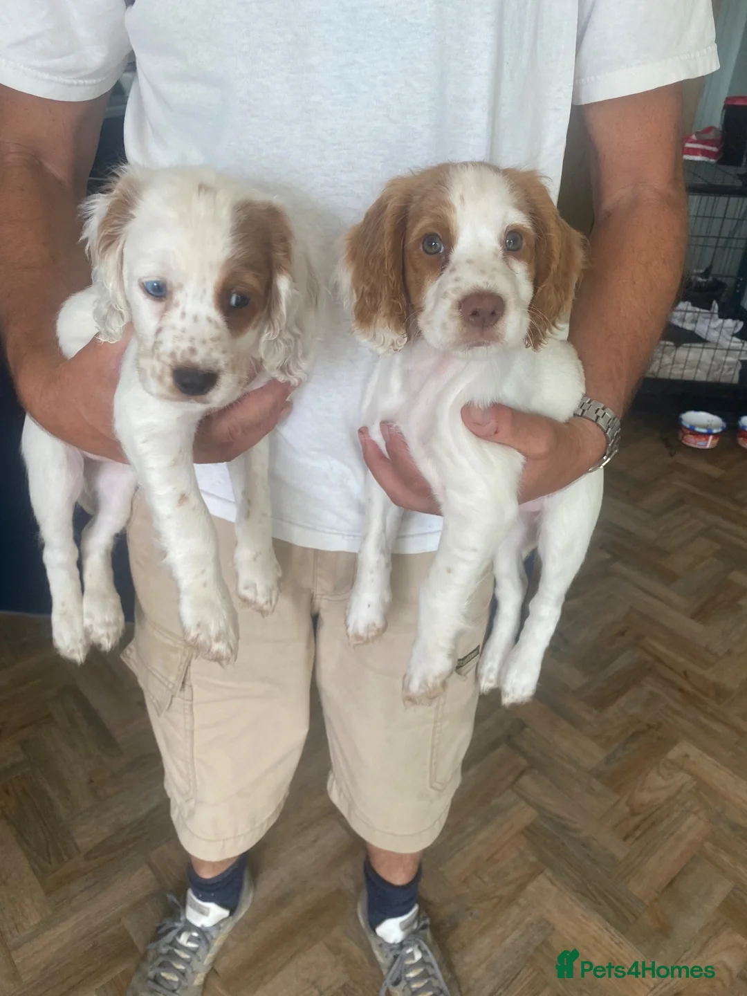Cocker Spaniel dogs for sale: Cocker spaniel puppies  - Advert 12