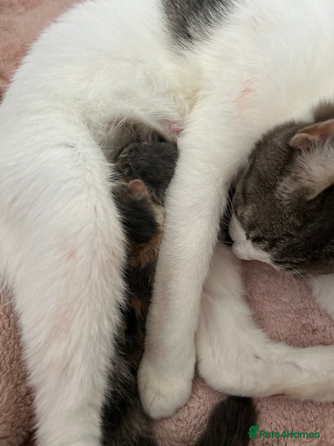 Domestic Shorthair cats for sale: Fluffy kittens for sale - Image 8