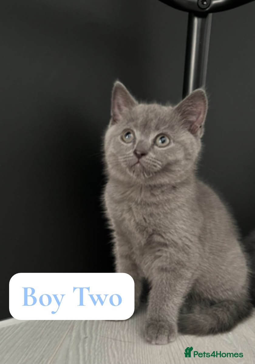 British Shorthair cats BSH Kittens From Champion Bloodline 🏆🐱 - Advert 2