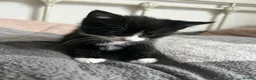 Mixed Breed cats for sale: 3 playful kittens.  - Advert 2