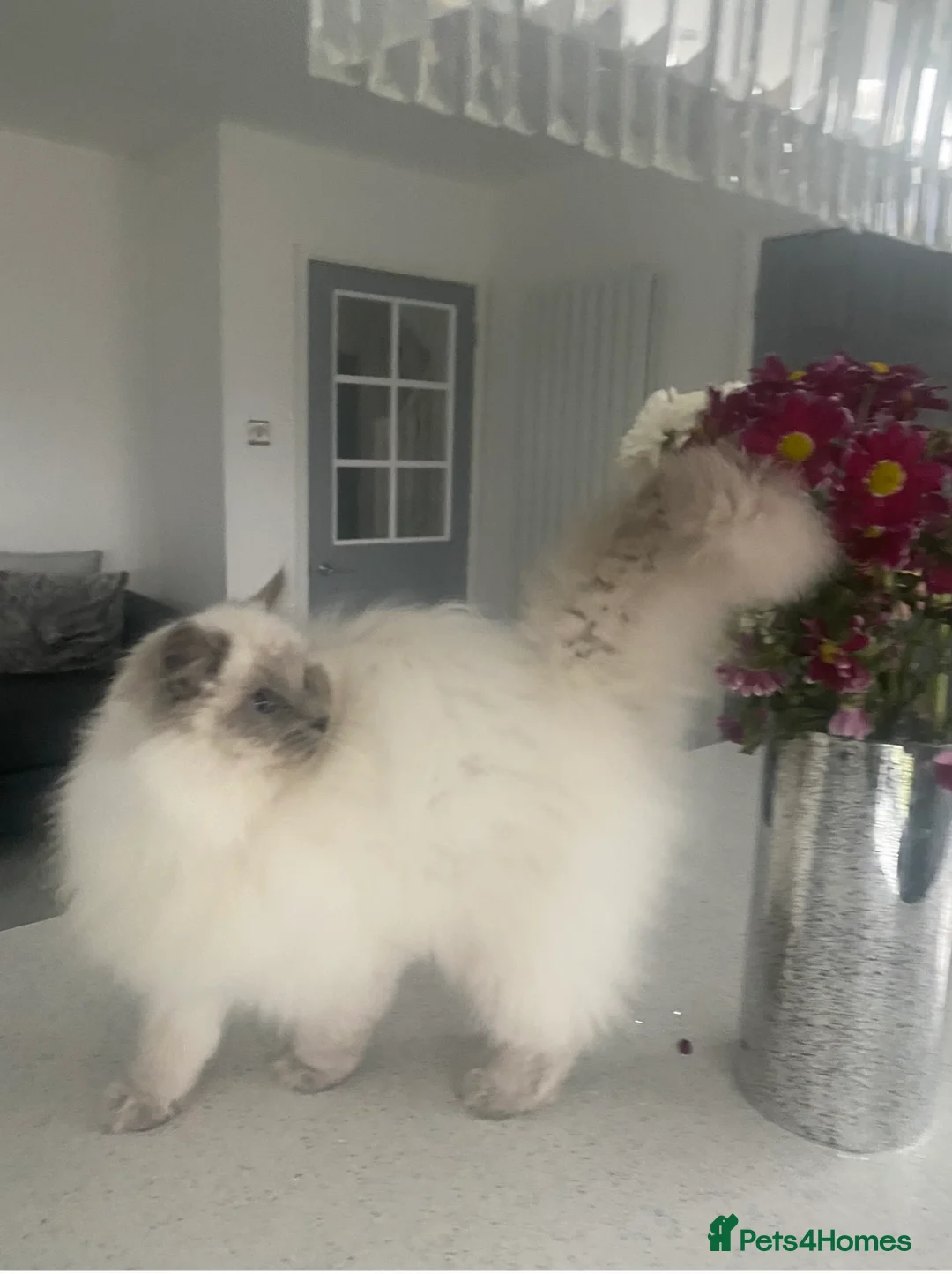 Ragdoll cats for stud: TICA registered blue point stud ragdoll  in Bristol - Advert 1